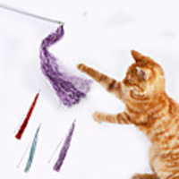 Teaser Interactive Toy Cat Toys Set Cat Pet Toy 1pc Pet Exercise Releasing Pressure Plastic Gift