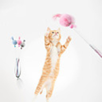 Teaser Interactive Toy Cat Toys Set Cat Pet Toy 1pc Pet Exercise Releasing Pressure Plastic Plush Gift