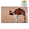 Trendy Card Shaped USB 2.0 Drive(8GB)