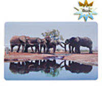Trendy Card Shaped USB 2.0 Drive(8GB)
