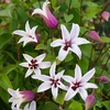 Clematis Princess Kate in 2L Pot