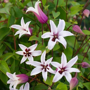 Clematis Princess Kate in 2L Pot