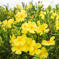 Halimium April Sun 2L