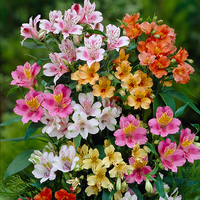 Hardy Alstroemeria Ligtu Hybrids x 10 Bare Roots