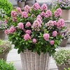 Hardy Escallonia Pink Elle 3L