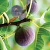 Hardy Fig 