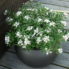Hardy Fragrant Daphne 