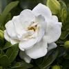 Hardy Gardenia Crown Jewels Plants 9cm Pots (3 Pack)