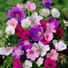 Hardy Geranium Mixed x 10 Bare Roots