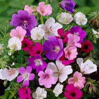 Hardy Geranium Mixed x 10 Bare Roots