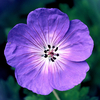 Hardy Geranium Rozanne - 3 x Garden Ready Plugs