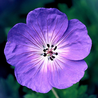 Hardy Geranium Rozanne - 3 x Garden Ready Plugs