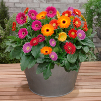 Hardy Gerbera Garvinea Sweet Series Collection