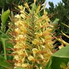Hardy Ginger Lily - Pair of Giant Tubers