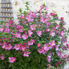 Hardy Hibiscus Collection x 3 Colours in 2L Pots