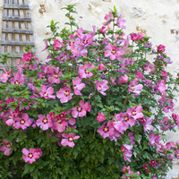 Hardy Hibiscus Collection x 3 Colours in 2L Pots