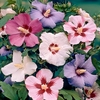 Hardy Hibiscus x 5 Mixed Bare Root Trees