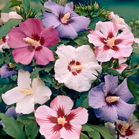 Hardy Hibiscus x 5 Mixed Bare Root Trees
