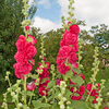 Hardy Hollyhocks - Pack of 12 mixed colour plugs