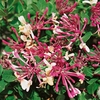 Hardy Honeysuckle Red 1.2m 3L Pot