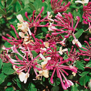 Hardy Honeysuckle Red 1.2m 3L Pot