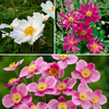 Hardy Japanese Anemone Garden Ready Plants (6 Pack)