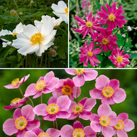 Hardy Japanese Anemone Garden Ready Plants (6 Pack)