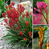 Hardy Kangaroo Paws 9cm (3 Pack)