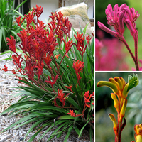 Hardy Kangaroo Paws 9cm (3 Pack)