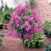 Hardy Lilac Standard Pink Perfume 3L Pot 80-100cm Tall