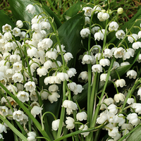 Hardy Lily of the Valley Plants 9cm (3 Pack)
