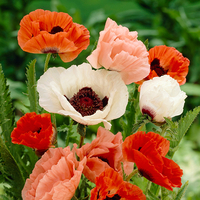 Hardy Oriental Poppies x 5 Bare Root Mixed