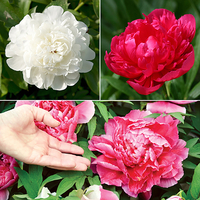 Hardy Paeony Bushes - Pack of 3 Bare Root