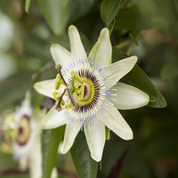 Hardy Passion Flower 