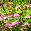 Hardy Pink Hellebores (Lenten Roses) 12cm Pots