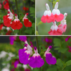 Hardy Salvia Lips Collection x 12 Plugs