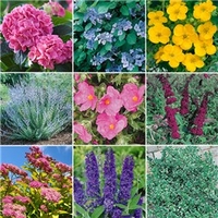 Hardy Shrub Collection - 10 x Garden Ready Plugs