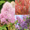 Hardy Shrub Collection (3 Pack of 3L Pots)