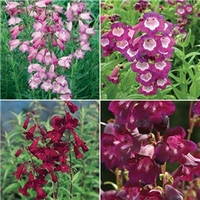 Hardy Summer Colour Penstemon Collection