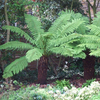 Hardy Tree Fern 