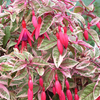 Hardy Tricolour Fuchsia 