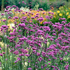 Hardy Verbena Bonariensis Plugs (12 Pack)