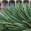 Hardy Yucca Gloriosa Variegata 3L Pot