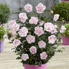 Hibiscus Chiffon Double Collection 3L (3 Pack)