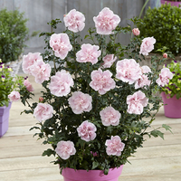 Hibiscus Chiffon Double Collection 3L (3 Pack)