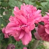 Hibiscus Collection - 3 Bare Root Variet