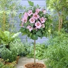 Hibiscus 