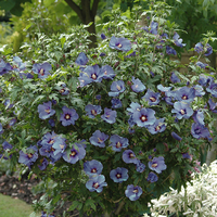 Hibiscus 