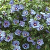 Hibiscus 