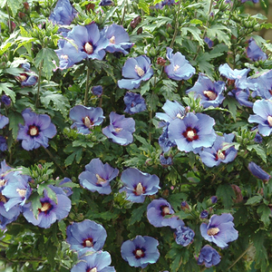 Hibiscus 